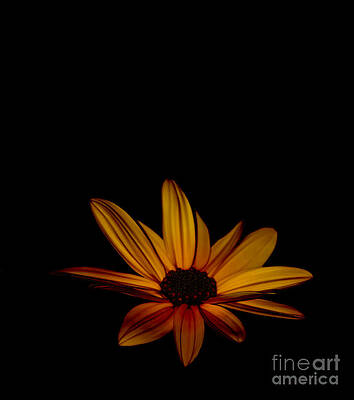 Sunflower Sublime by Debra Banks Sunflower Sublime by Debra Banks