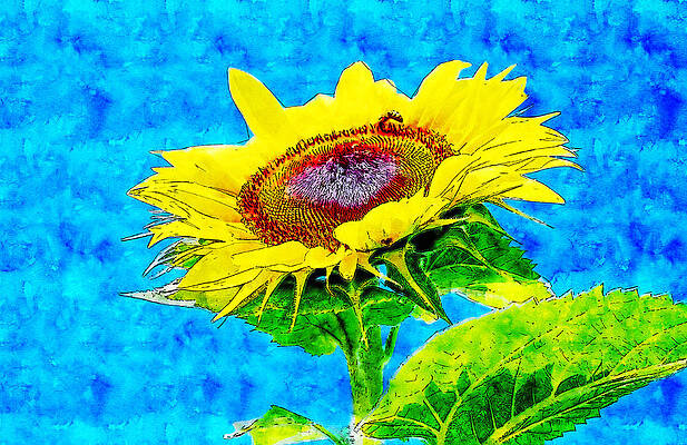 Watercolor Sunflower Drawings Fine Art America Yellows in watercolour can be a challenge so i hope this will help: fine art america
