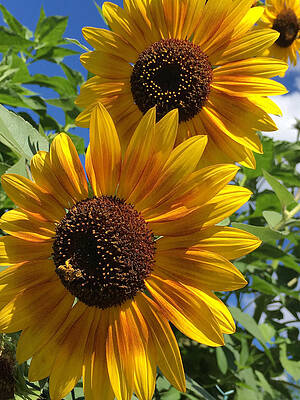 Sunflowers by Daniele Smith Sunflowers by Daniele Smith