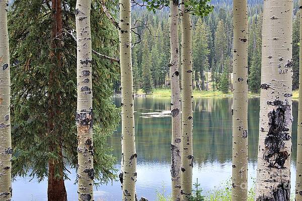 Wall Art - Photograph - Sunlight on the Lake by Tammie J Jordan