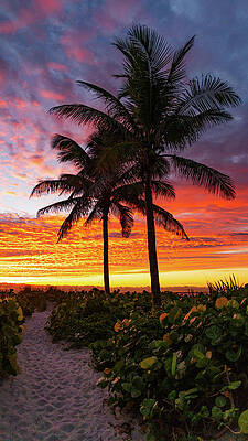 Sunrise Palm Path Delray Beach Florida by Lawrence S Richardson Jr Sunrise Palm Path Delray Beach Florida by Lawrence S Richardson Jr