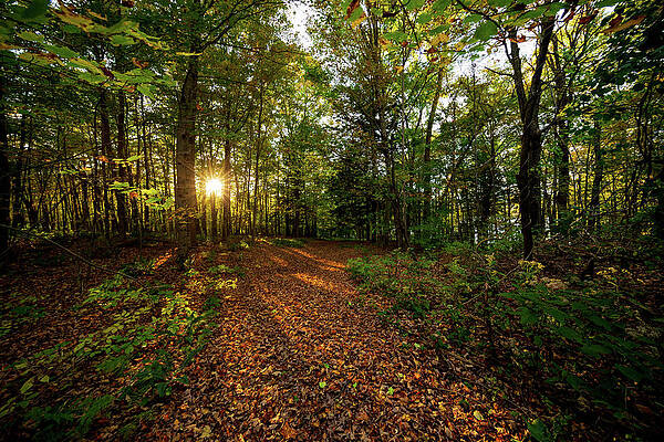 Sunset in the forrest #1381 by Michael Fryd Sunset in the forrest #1381 by Michael Fryd