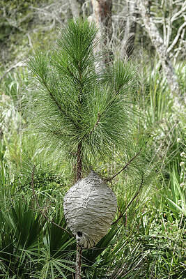 Super Nest by Rick Redman Super Nest by Rick Redman