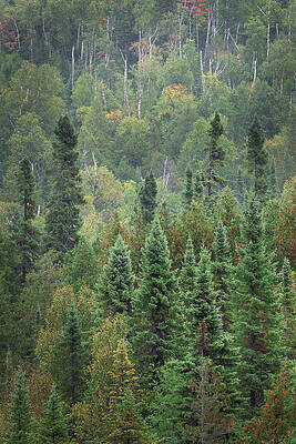 Wall Art - Photograph - Superior National Forest Iv by Alan Majchrowicz