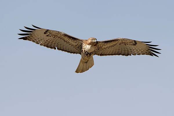 Wall Art - Photograph - Swainson's Hawk In Flight by Ed Darack