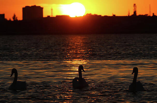 Wall Art - Photograph - Swans Swim During Sunset by Pavel Rebrov