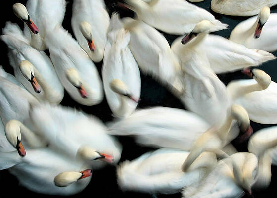 Wall Art - Photograph - Swans Swim in a Small Lock at Inner by Christian Charisius