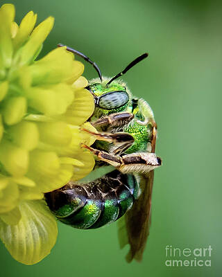Sweat Bee by Amy Porter Sweat Bee by Amy Porter