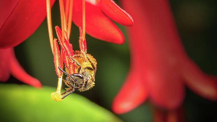 Sweat Bee on Honeysuckle by Brian Caldwell Sweat Bee on Honeysuckle by Brian Caldwell