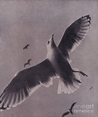 Wall Art - Photograph - Swift And Lofty Soaring, Meredith by Harold Burdekin
