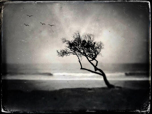 Sycamore Beach Tree by John Rodrigues Sycamore Beach Tree by John Rodrigues