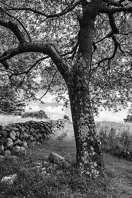 Wall Art - Photograph - Take a Rest by Steven David Roberts