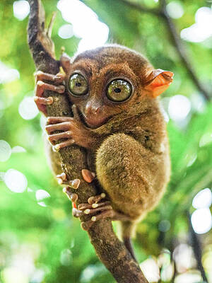 Tarsier sale for sale