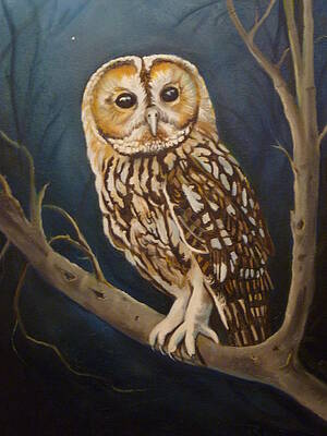 Tawny Owl by Janet Silkoff Tawny Owl by Janet Silkoff