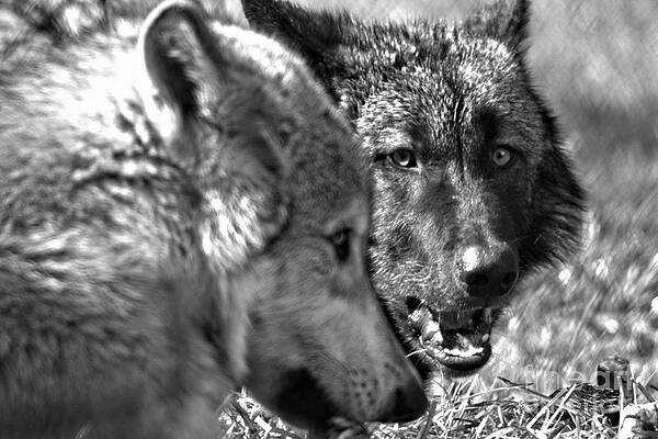 Wolf Photographs (Page #35 of 35) | Fine Art America