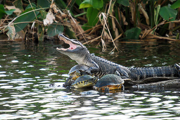 Wall Art - Photograph - The Alligator And The Turtle by Cavan Images