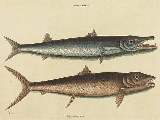 Wall Art - Painting - The Barracuda by Mark Catesby