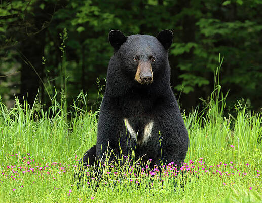 The Bear with a V by Duane Cross The Bear with a V by Duane Cross
