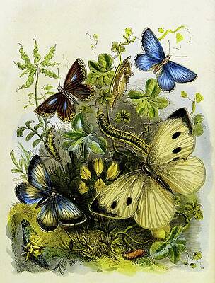 Wall Art - Painting - The Butterfly Vivarium Or Insect Home Pl 2 by Henry Noel Humphreys