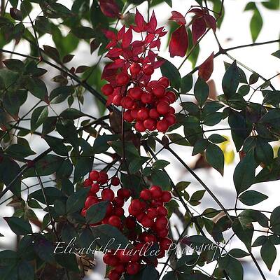 The Color of Christmas by Elizabeth Harllee The Color of Christmas by Elizabeth Harllee