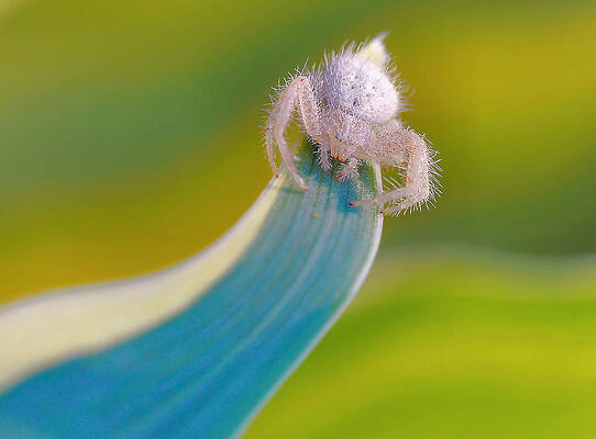 Wall Art - Photograph - The Crab Spider... by Thierry Dufour