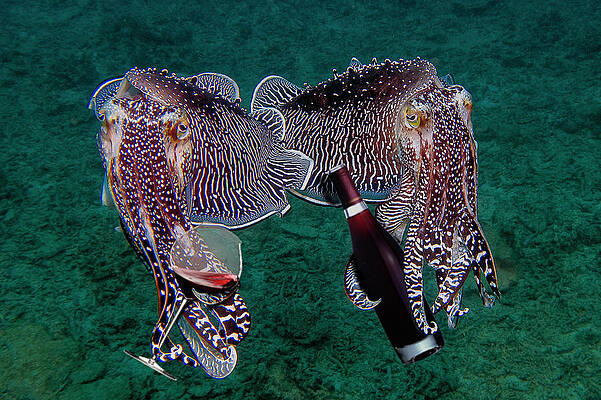 The Cuttlefish Are Here To Serve You. by Gary Hughes The Cuttlefish Are Here To Serve You. by Gary Hughes