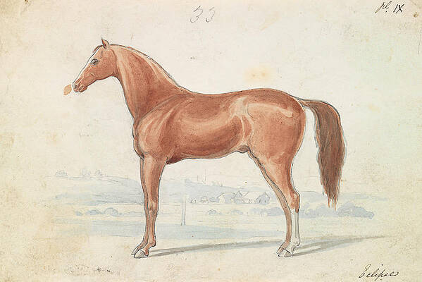 Wall Art - Drawing - The English Race-horse, Charles by Artokoloro