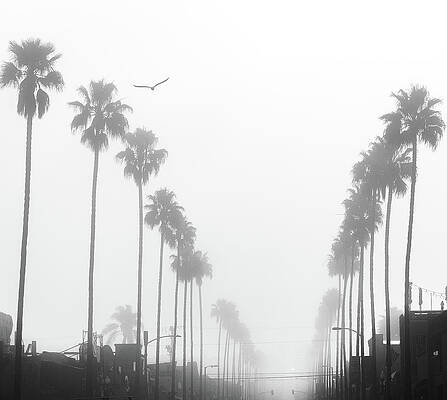 The Fog of Paradise by Shawn Jones