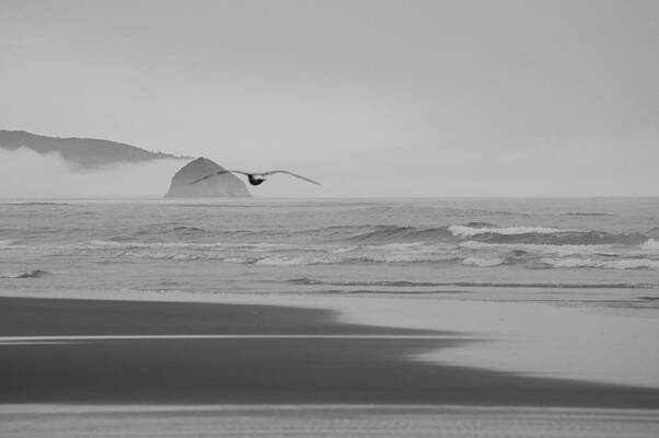 The Gull by Angi Parks The Gull by Angi Parks