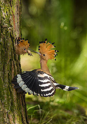 Wall Art - Photograph - The Hoopoe Is Feeding Its Chick. Still Is Flying And Putting Some Insect In Its Beak. Typical Forest by Petr Simon