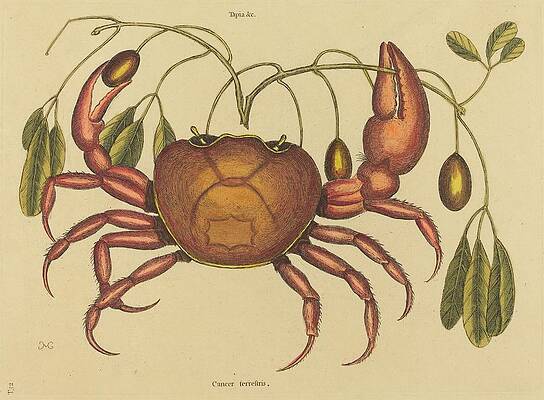 Wall Art - Painting - The Land-crab by Mark Catesby