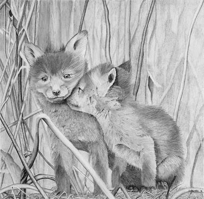 Baby Fox Drawing by Jill Rogman  Pixels