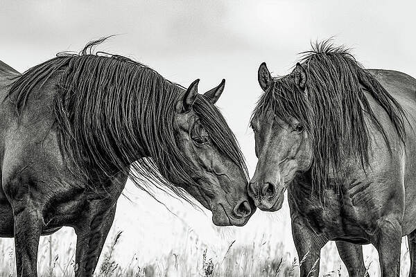 The Mane Attraction by Dawn Key The Mane Attraction by Dawn Key