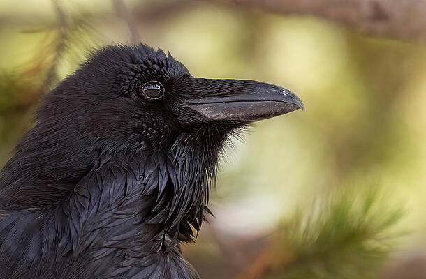 The Raven. by Paul Martin The Raven. by Paul Martin