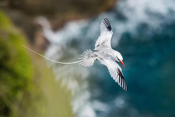Wall Art - Photograph - The Red-billed Tropicbird, Phaethon Aethereus, Is Flying Over The Bay, Tobago by Petr Simon