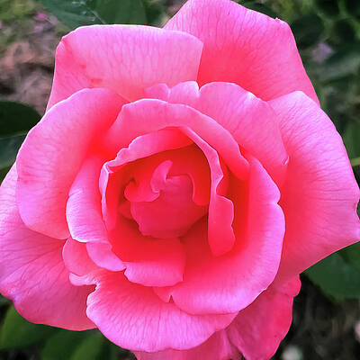The Rose by Kelly Thackeray The Rose by Kelly Thackeray