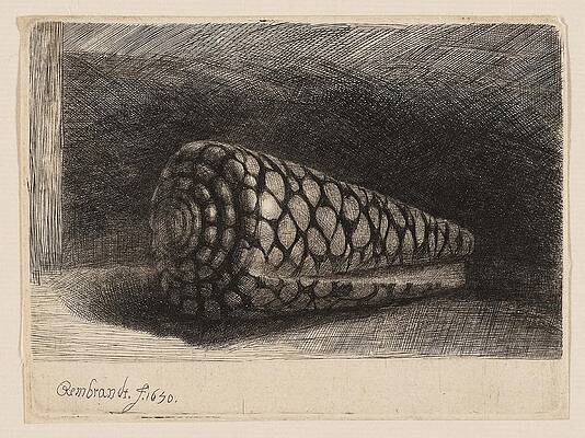 Wall Art - Drawing - The Shell. Rembrandt van Rijn, Dutch, 1606-1669. by Rembrandt Harmenszoon Van Rijn