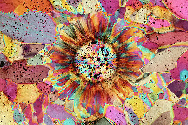 The sunflower by Bernardo Cesare The sunflower by Bernardo Cesare