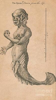 Wall Art - Drawing - The Syren Drawn From The Life by Print Collector