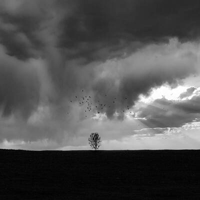 Wall Art - Photograph - The Tree Alone by Hsiao-yang Fei