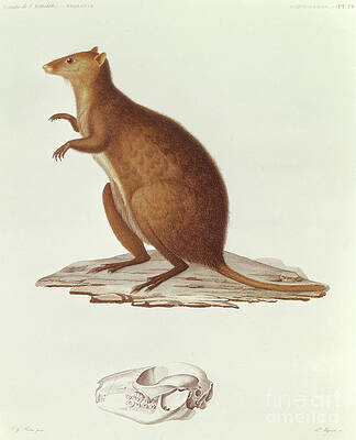 Illustration of the Crescent Nail-tail Wallaby,Onychogalea lunata Stock  Photo - Alamy