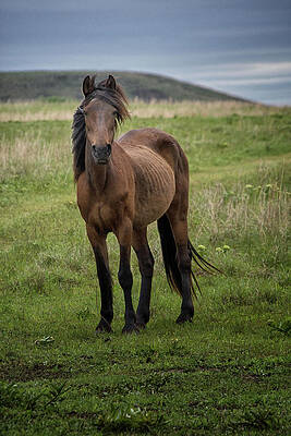 The Wild One by Jolynn Reed The Wild One by Jolynn Reed