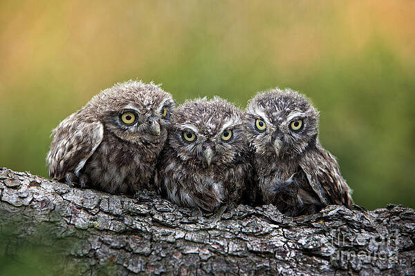 Wall Art - Photograph - Three Grimly Goblins by Michael Milfeit
