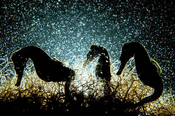 Wall Art - Photograph - Three Lined Seahorses, Two Male And One Female, Feeding On by Shane Gross / Naturepl.com
