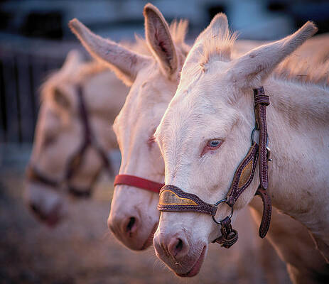  Photograph - Three by Sorin Markus