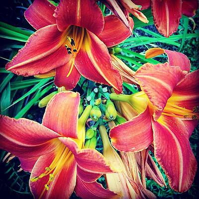 Tiger Lilies by Alice Terrill Tiger Lilies by Alice Terrill