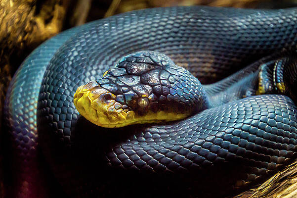 Timor Python by Donald Pash Timor Python by Donald Pash