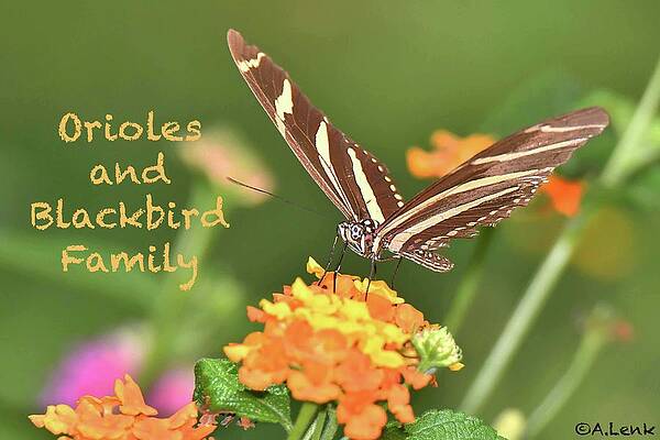 Title Slide Orioles and Blackbird Family by Alan Lenk Title Slide Orioles and Blackbird Family by Alan Lenk