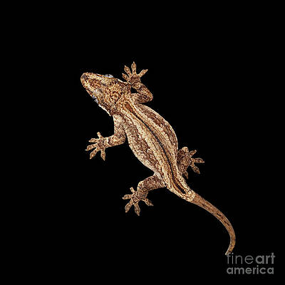Wall Art - Photograph - Top view of Gargoyle Gecko, Rhacodactylus auriculatus staring Isolated on black background. Native t by Sergei Taran