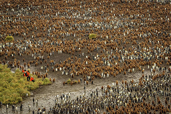 Wall Art - Photograph - Tourists For Scale, King Penguins by Ralph Lee Hopkins